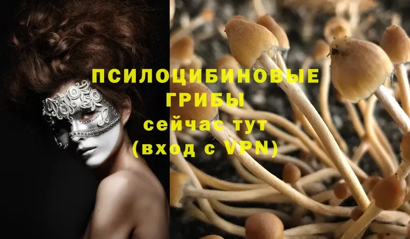 где купить   Прохладный  shop клад  Псилоцибиновые грибы Cubensis 